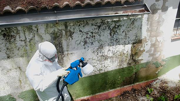 Mold Removal service in River Edge